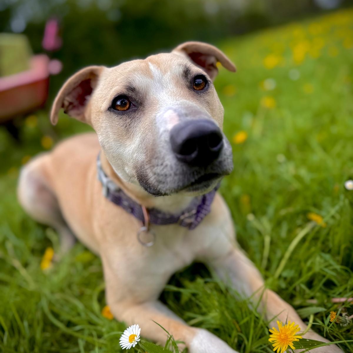 Milo, a 1 year old male Crossbreed available for adoption from Dogs Friends in Somerset