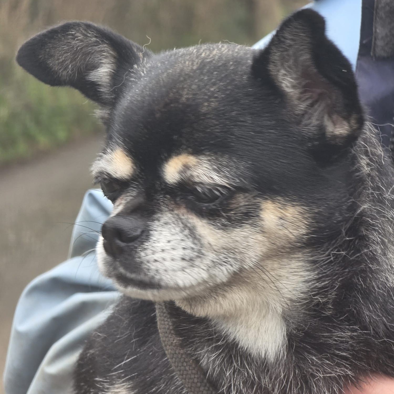 Chow Chow, a 2 years old female Chihuahua available for adoption from Dogs Friends in Somerset