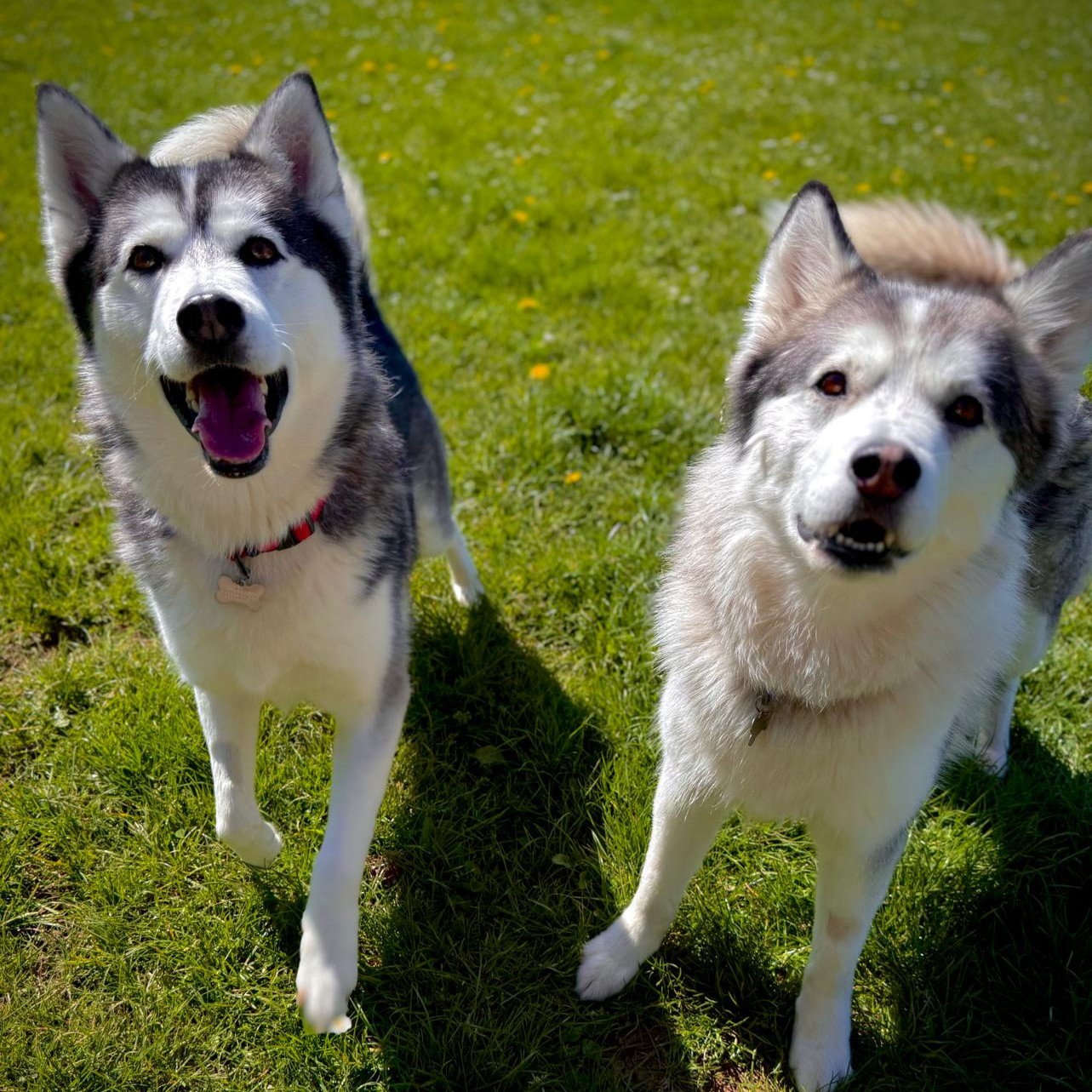 Dakota And Tikani, a 5 years old female Siberian Husky X Alaskan Malamute available for adoption from Dogs Friends in Somerset