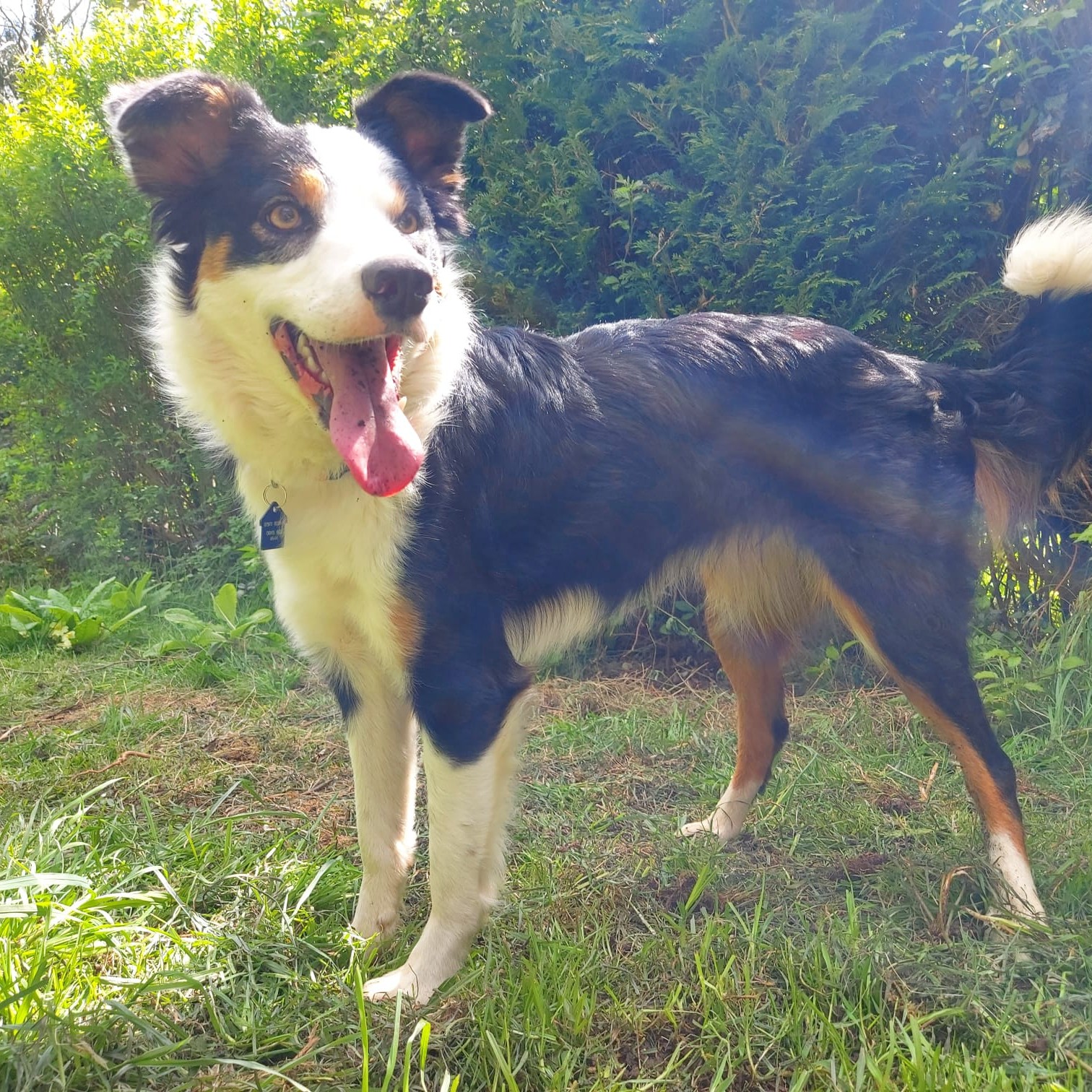Bessie, a 1 year old female Collie available for adoption from Dogs Friends in Somerset