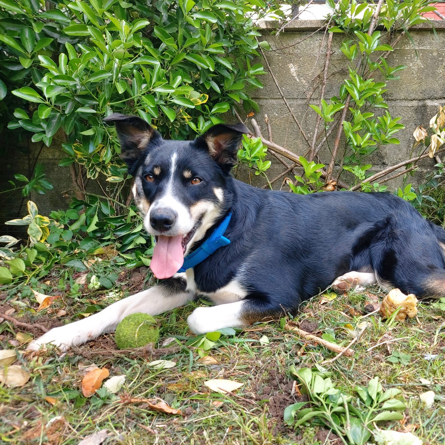 Bramble, a 3 years old female Collie available for adoption from Dogs Friends in Somerset