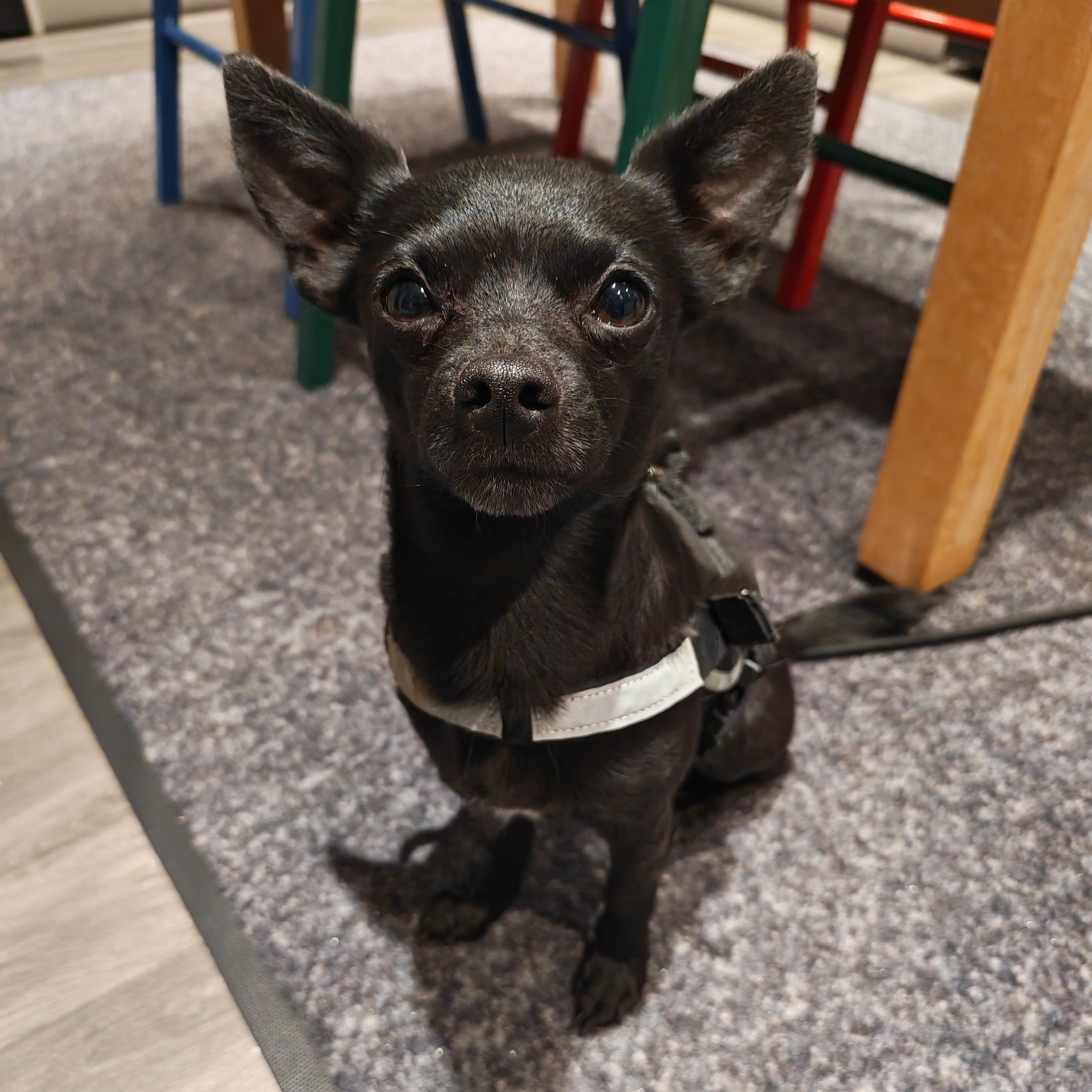 Bruno, a 4 years old male Chihuahua available for adoption from Dogs Friends in Somerset