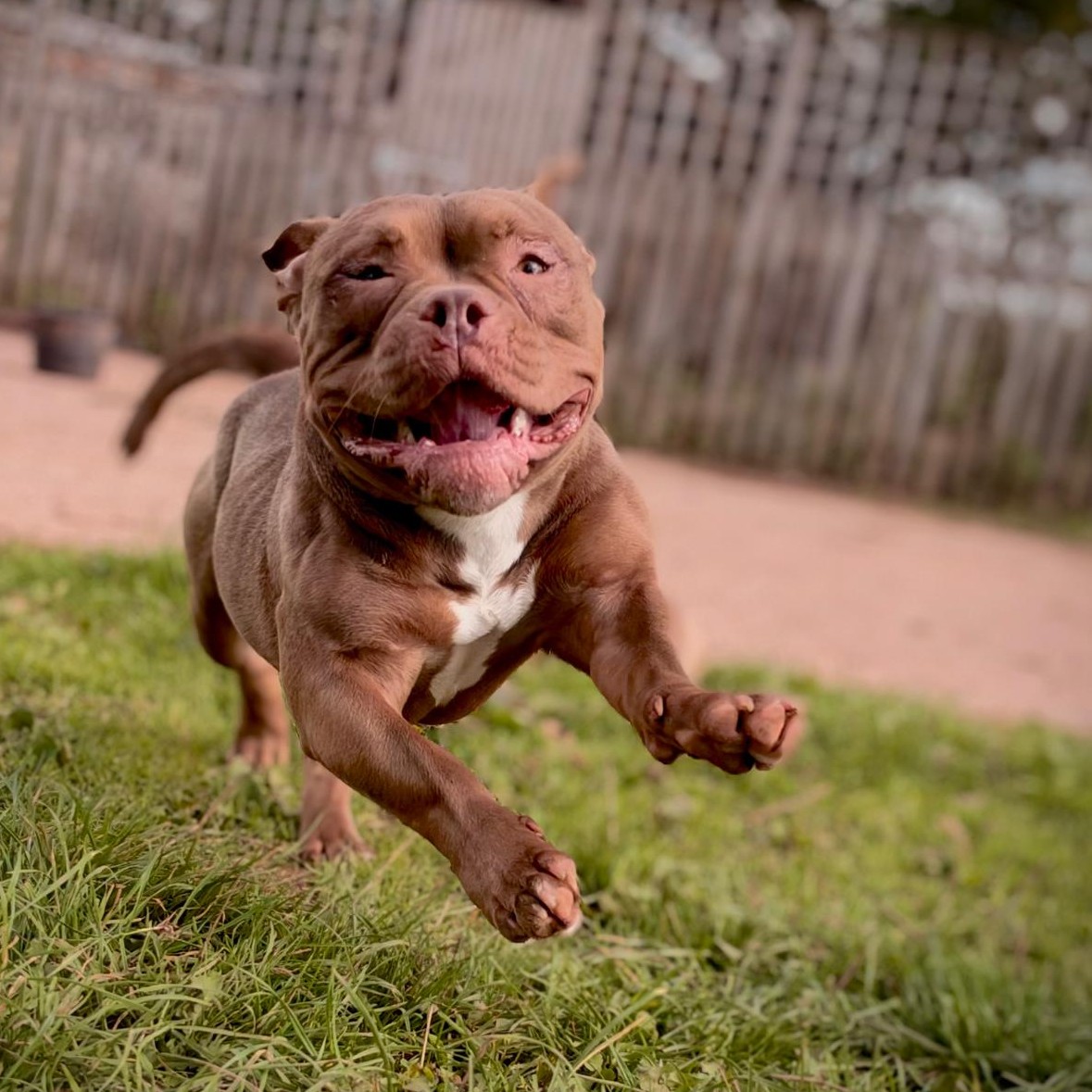 Libby, a 1 year old female Pocket Bully available for adoption from Dogs Friends in Somerset