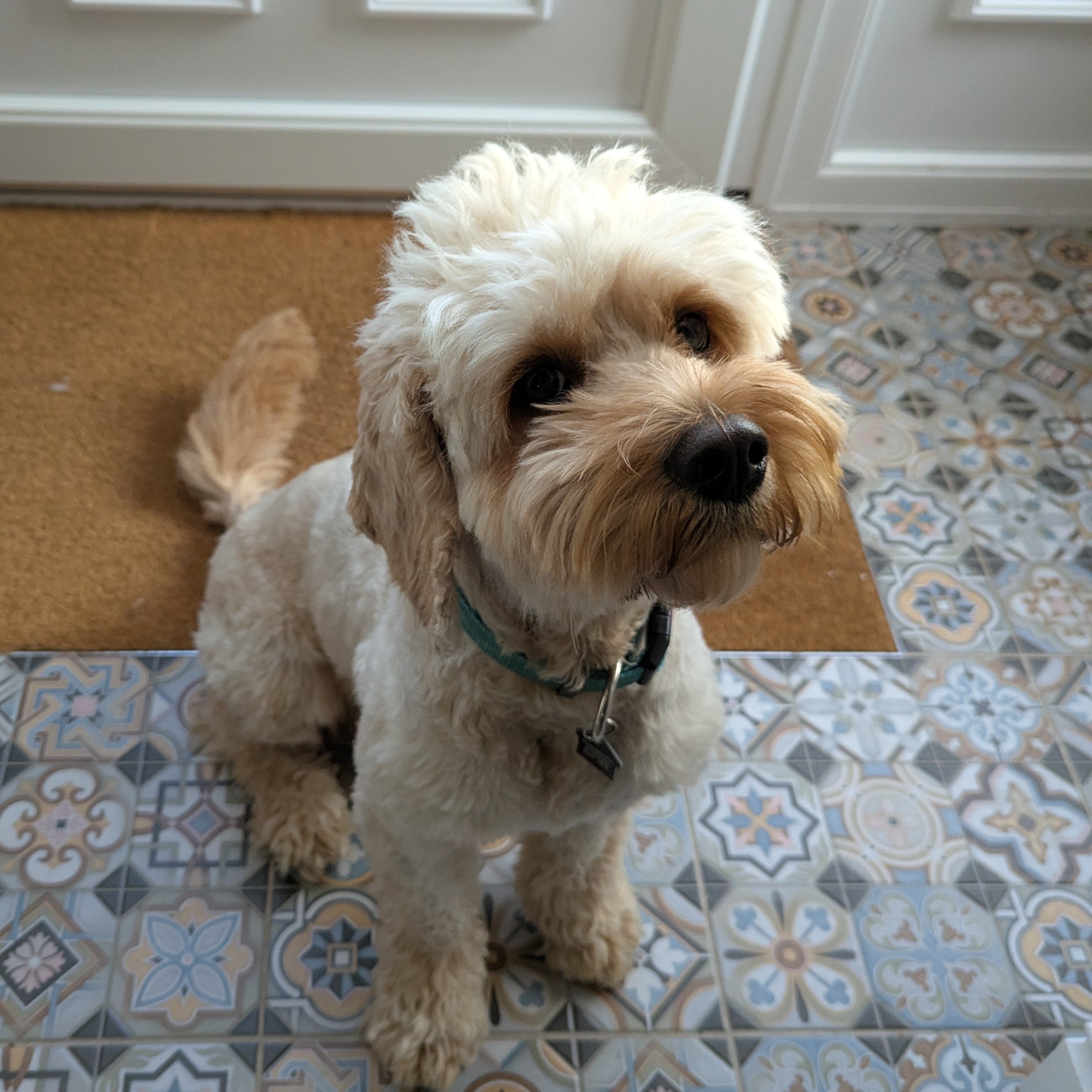 Teddie, a 2 years old male Poodle X available for adoption from Dogs Friends in Somerset